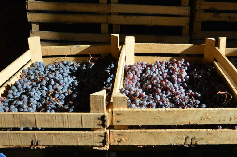 Grapes during the drying process