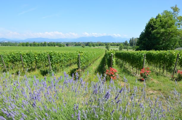 Beautiful vineyards with roses and lavender during spring