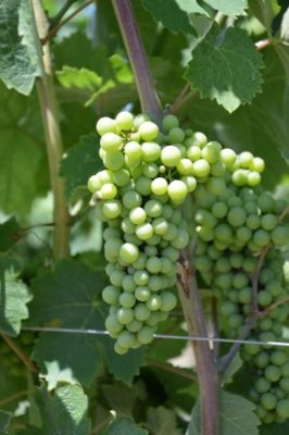 Grapes get ripe during summer