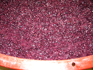 The skins of the grapes used to produce Amarone are mixed with Valpolicella to obtain Ripasso