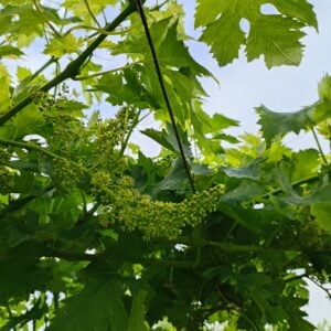 vine inflorescence