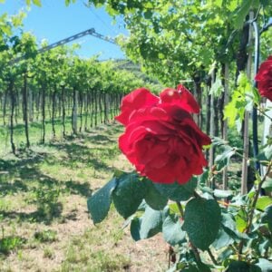rose in valpolicella