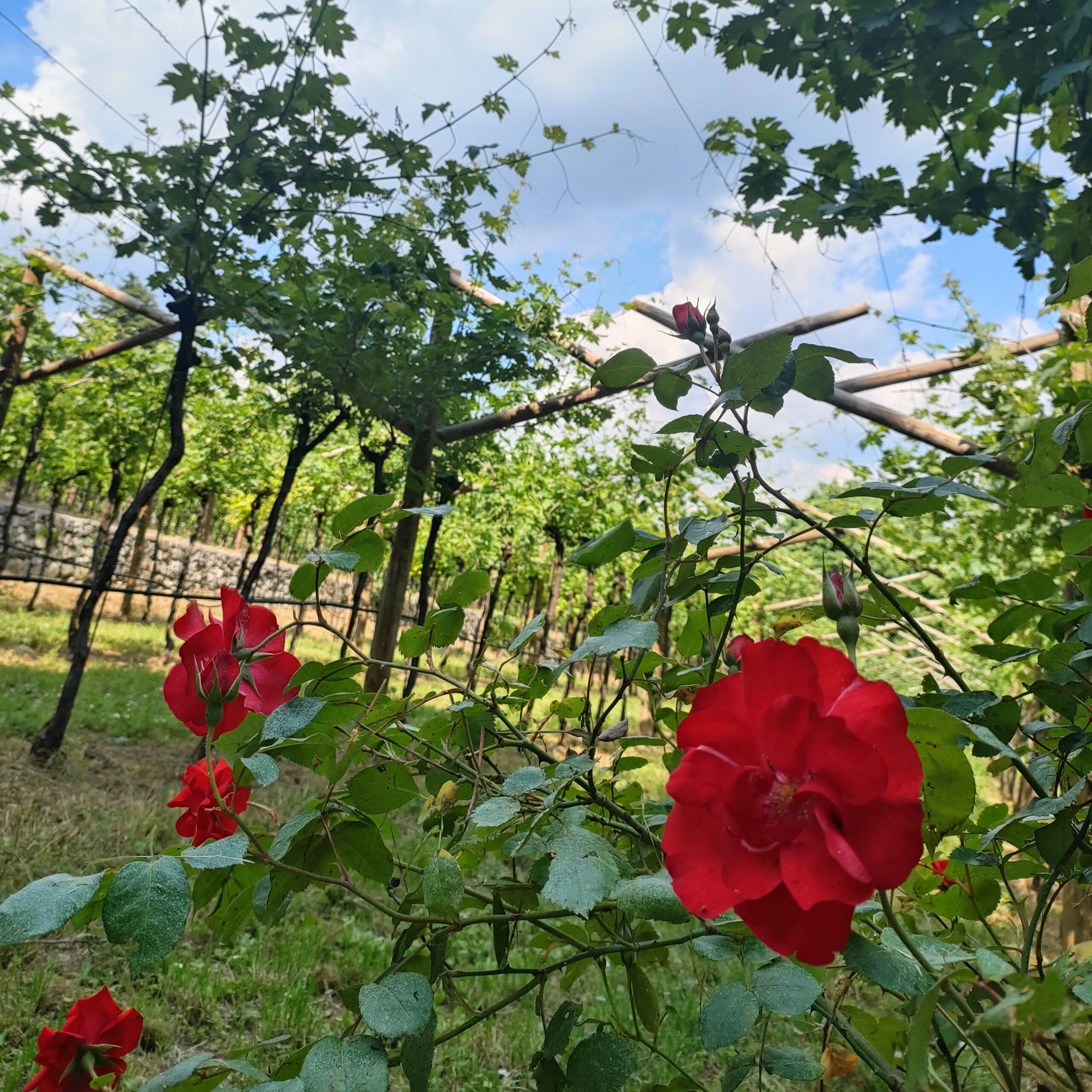 May in Valpolicella