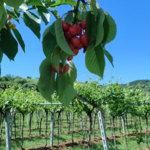 Valpolicella cherries