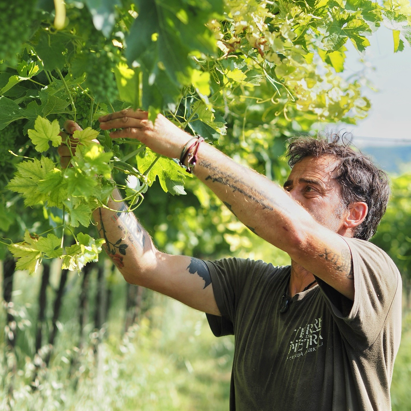 Wine Talks: Terre di Pietra